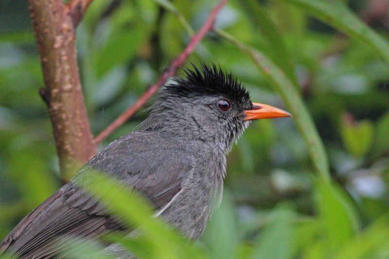  p>马岛短脚鹎(学名: i>hypsipetes madagascariensis /i>):属鸟纲,鹎