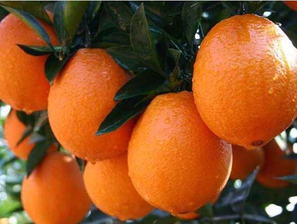  p data-id="gnt7ifly3m">甜橙,芸香科柑橘属乔木植物,甜橙树枝少刺或