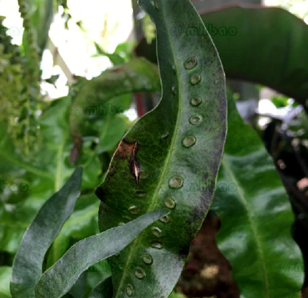 serm)是龙骨科,瘤蕨属 a href="#" data-lemmaid="4028806">附生 /a>