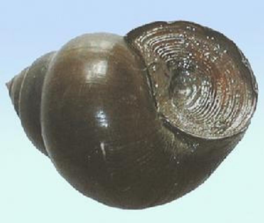  p>山田螺国内主要分布于浙江杭州,广西山地.