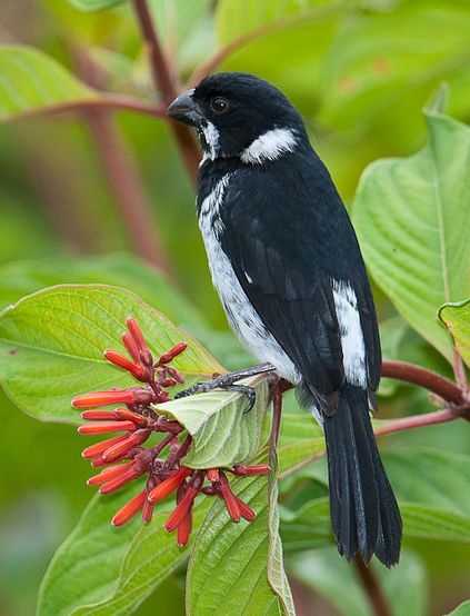 鸟喙短粗,为圆锥形,与雀科的鸟类相比较为细弱,上下喙边缘不紧密切合
