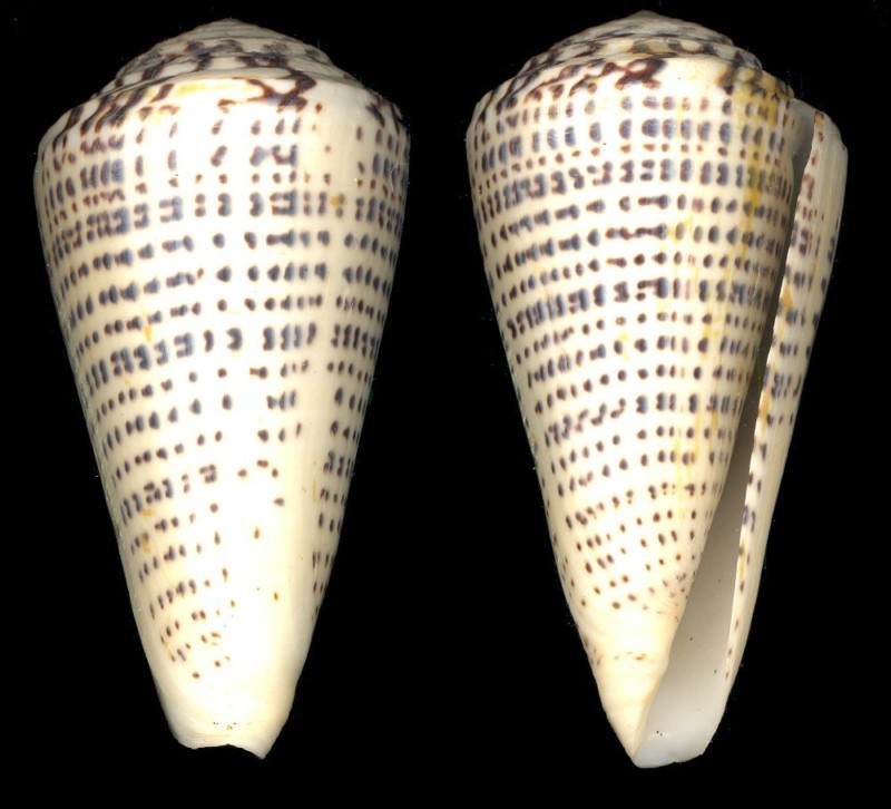  p>竹笋芋螺(学名:virgiconus terebra terebra)贝壳厚实,壳表乳黄色
