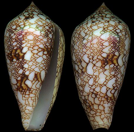  p>织锦芋螺(学名:cylinder textile textile)花纹清晰,贝壳厚实.