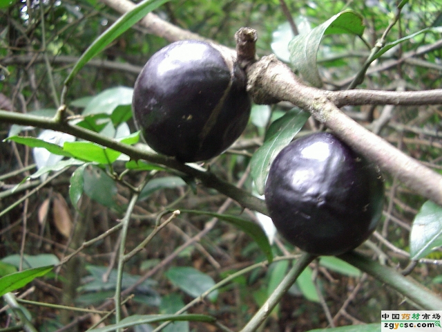 p>屈头鸡(学名: i>capparis versicolor /i> griff),是山柑科山柑属