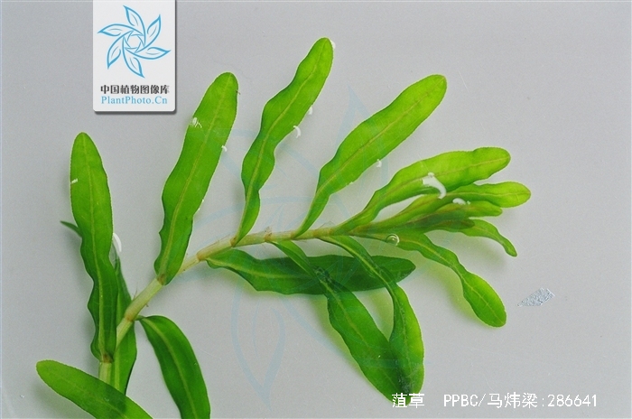  p>菹草(学名: i>potamogeton crispus /i> l.