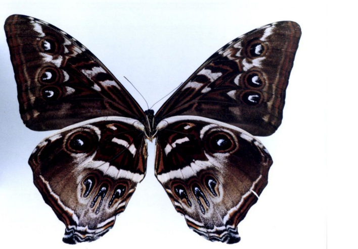 月神闪蝶卡瓦亚种