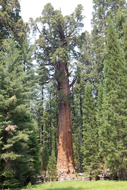 世界第一大树"谢尔曼将军"