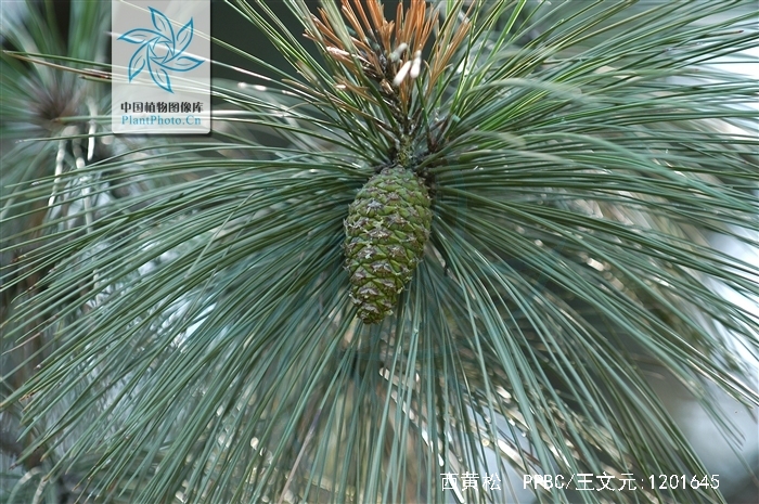  p>西黄松(学名: i>pinus ponderosa /i> dougl. ex laws.