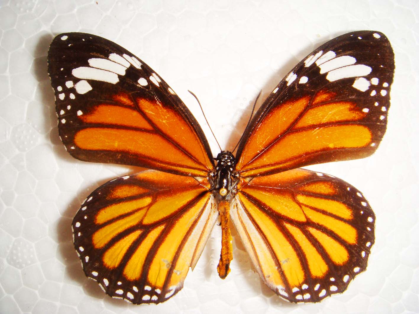  p data-id="gnwse27kgx">虎斑蝶,danaus genutia (cramer),是斑蝶属
