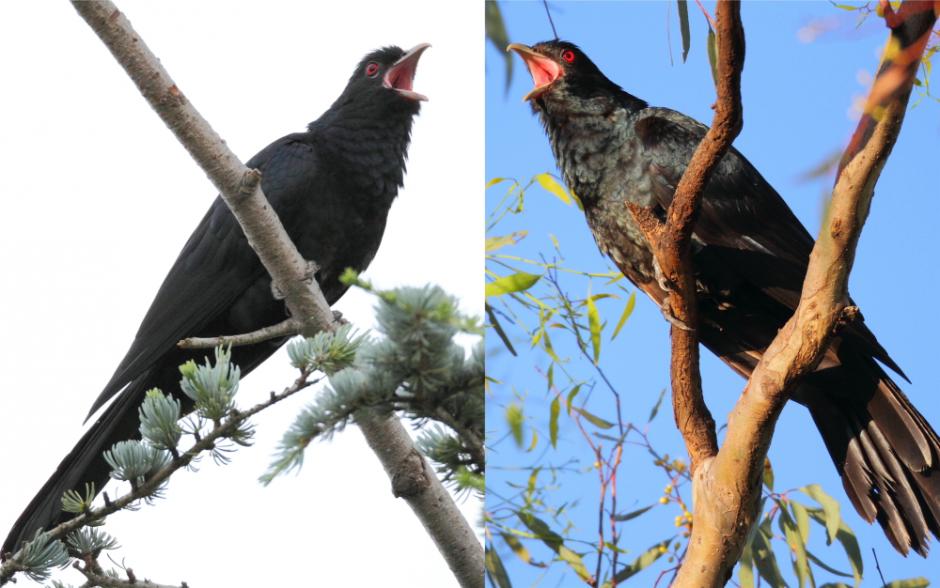  p>噪鹃澳大利亚亚种是 a href="#" data-lemmaid="610383">噪鹃 /a>