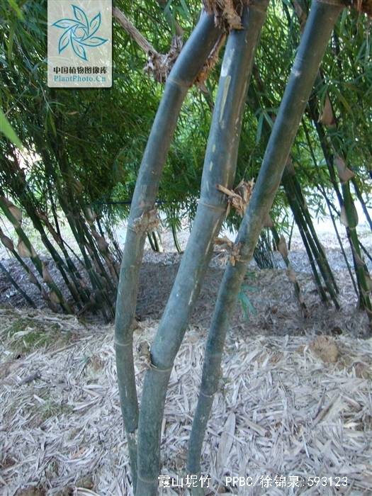  p>霞山坭竹是 a href="#">禾本科 /a> a href="#">簕竹属 /a>禾本