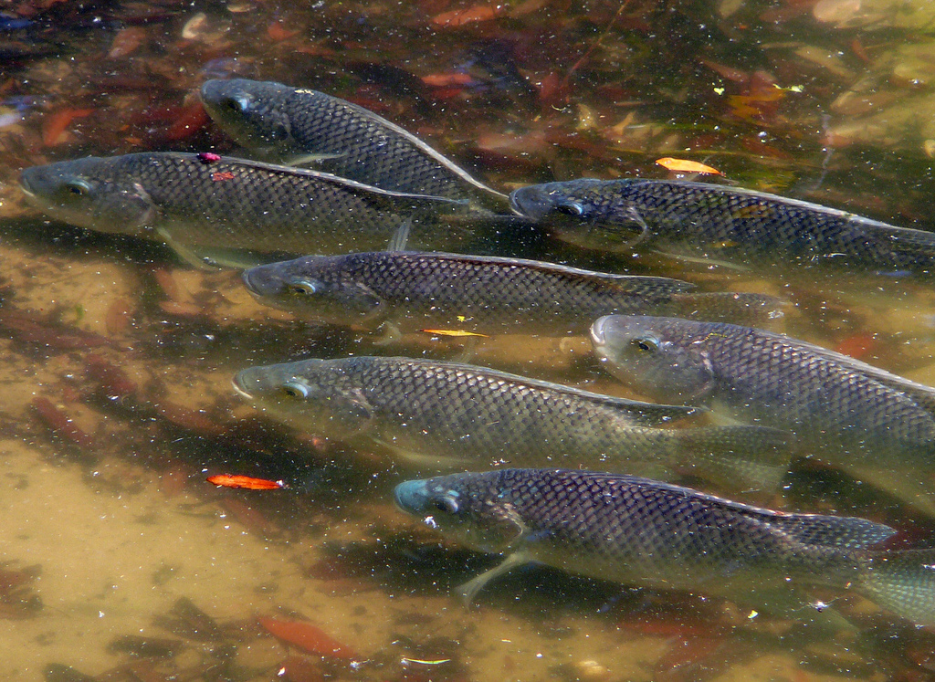  p>罗非鱼——原产非洲,属热带性鱼类,罗非鱼属包括亚种共有100多种.