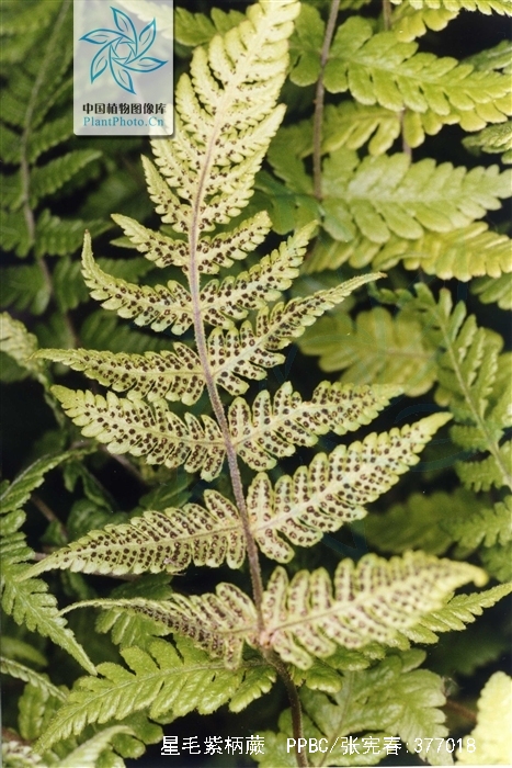  p>星毛紫柄蕨,紫柄蕨属植物.生林下沟边或灌丛,海拔1300-2900米. /p>