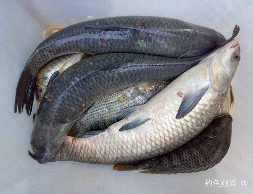 溪鱼