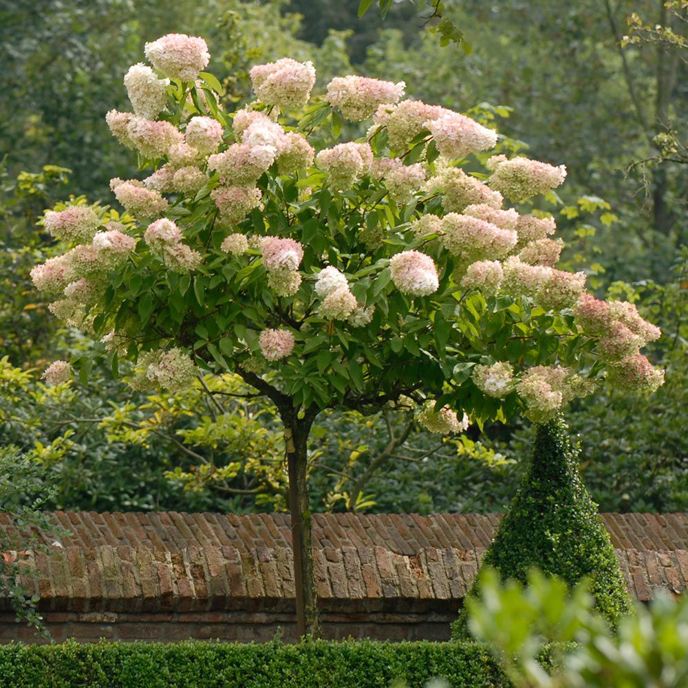  p>圆锥绣球(学名: i>hydrangea paniculata /i> sieb.