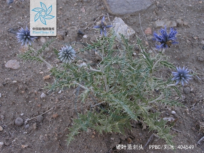  p>硬叶蓝刺头(学名: i>echinops ritro /i> l.