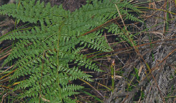 pseudocystopteris subtriangularis (hook.) ching