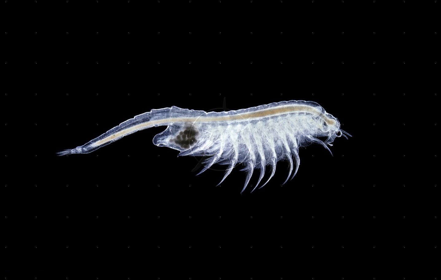  p>卤虫(brine shrimp)也称盐水 a>丰年虫 /a>.