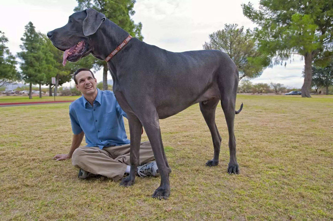  p>大丹犬(great dane)原产于 a href="#" data-lemmaid="147953">