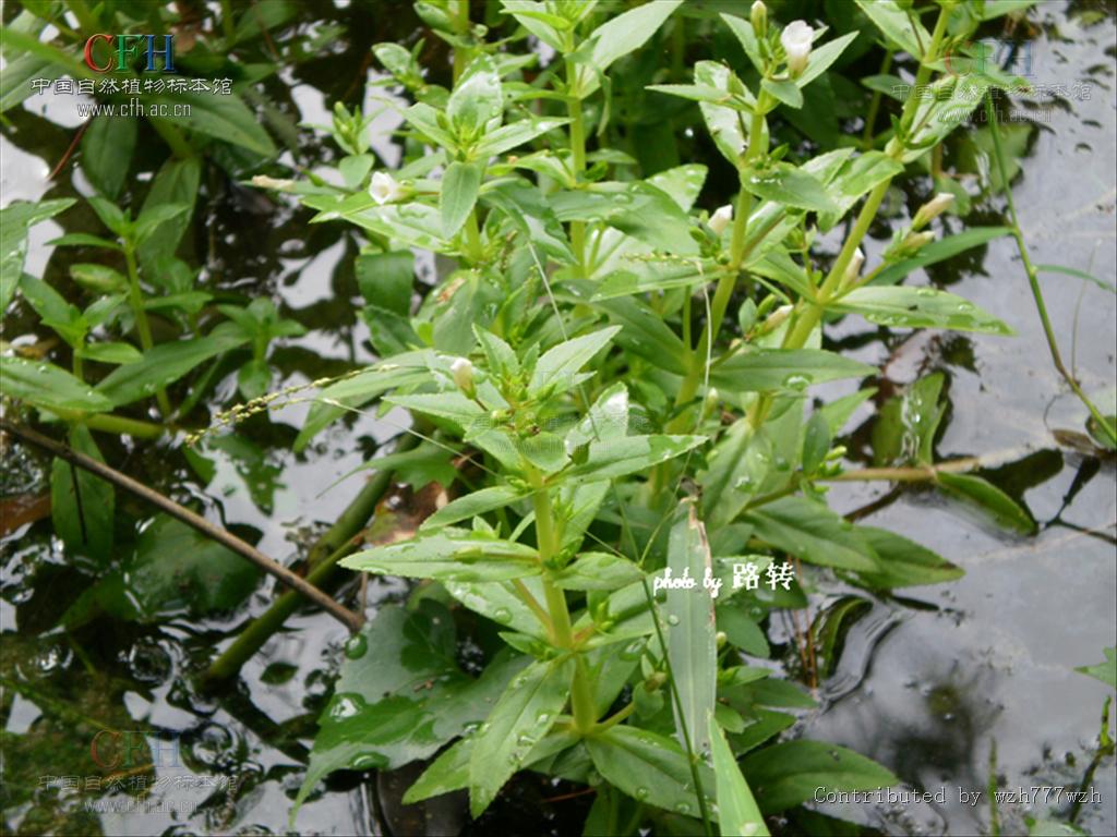  p>水八角属(学名:gratiola l), a target="_blank" href="/item/玄参