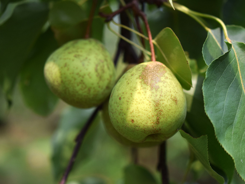  p>梨属(学名: i>pyrus /i> l.