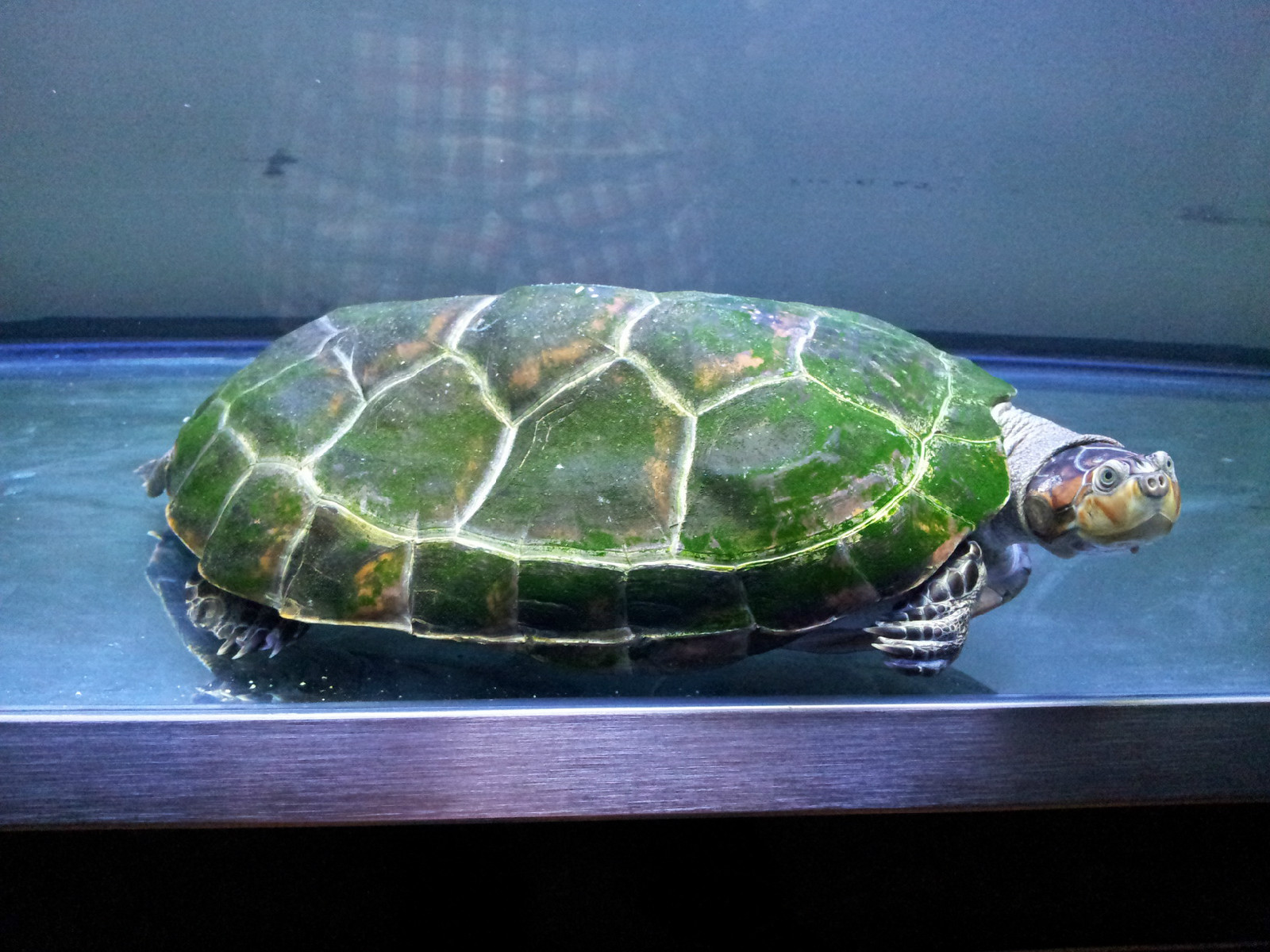  p>黄头侧颈龟(学名: i>podocnemis unifilis /i>)是侧颈龟科,南美侧