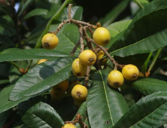 是蔷薇科,枇杷属植物.