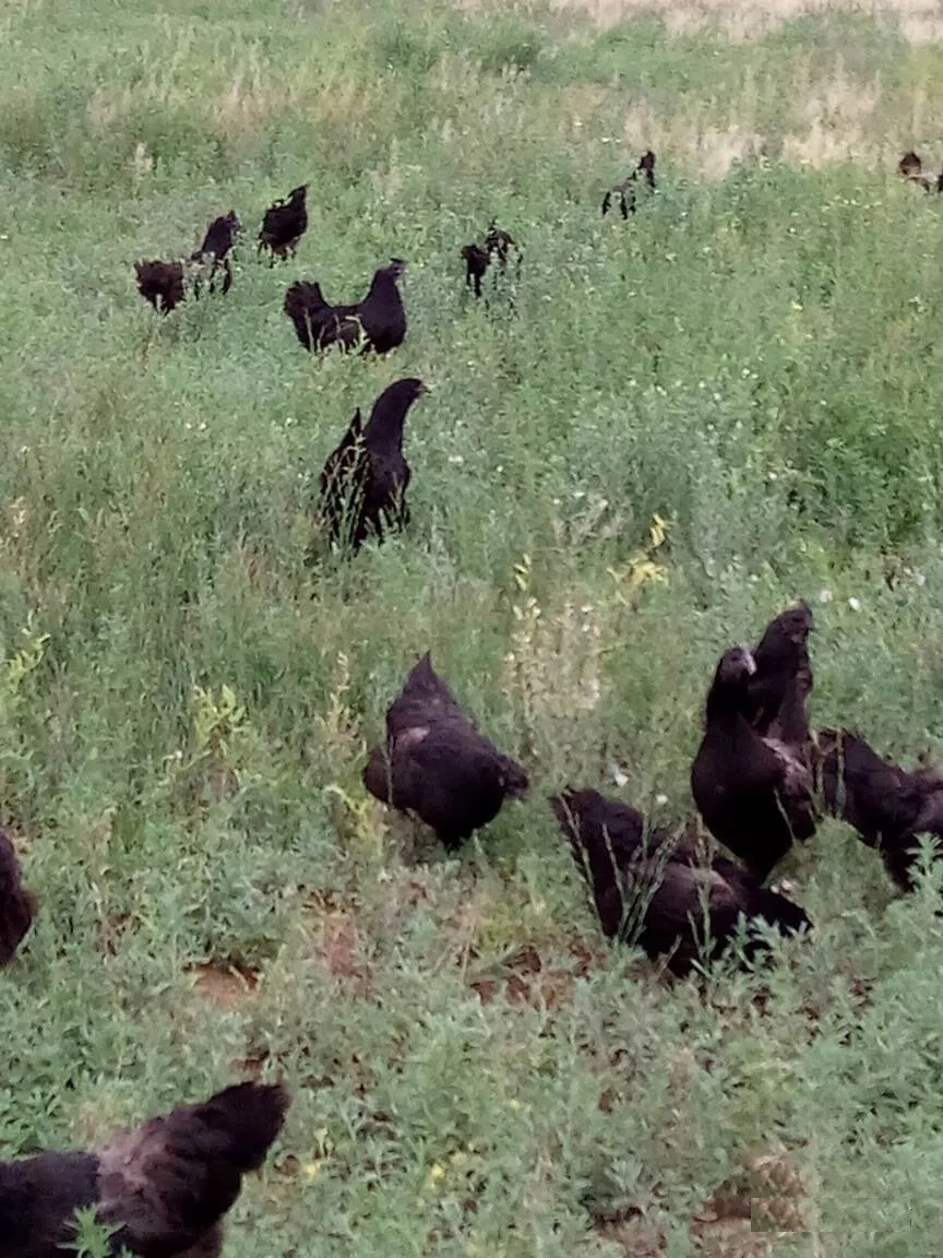 富蕴黑鸡俗称黑宝鸡,属大型地方肉用品种