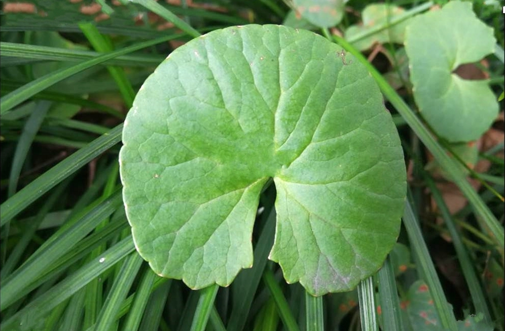 积雪草(伞形科积雪草属植物)_百度百科