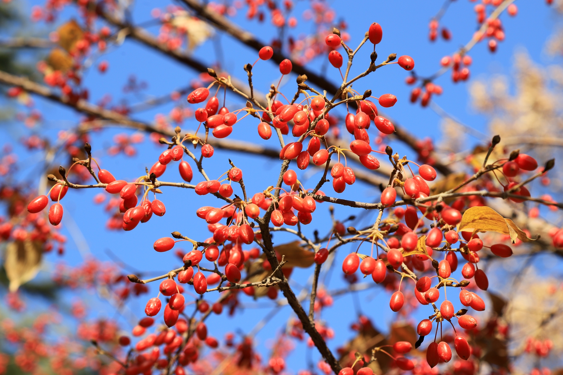  p>山茱萸属,山茱萸科的一种.