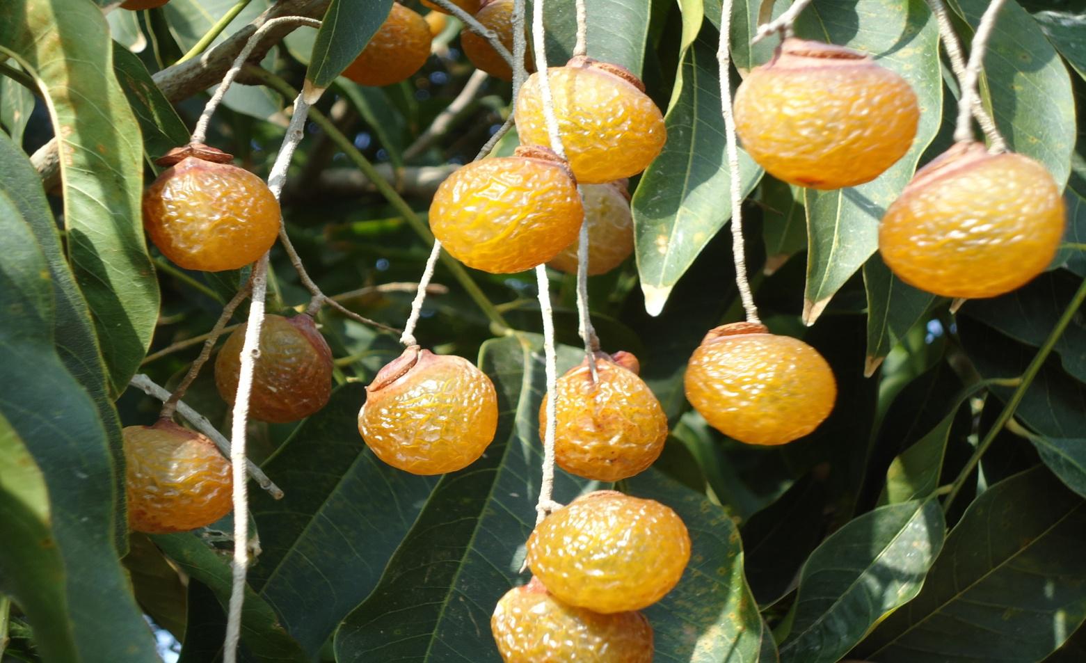 无患子科无患子属木本植物,枝条为嫩绿色,无毛;叶片一般为复叶,嘿少