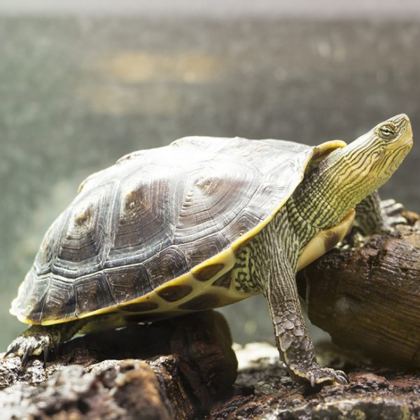  p>花龟(学名: i>mauremys sinensis /i>)是龟科,拟水龟属动物.