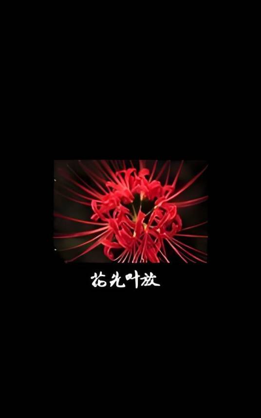花先叶放_百度百科