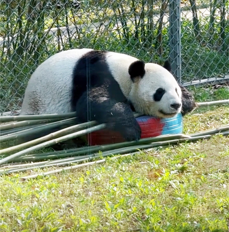 超度大熊猫-老虎为啥不敢攻击大熊猫
