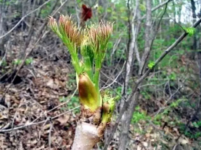 刺龙芽为何被称为山野菜之王 百科ta说