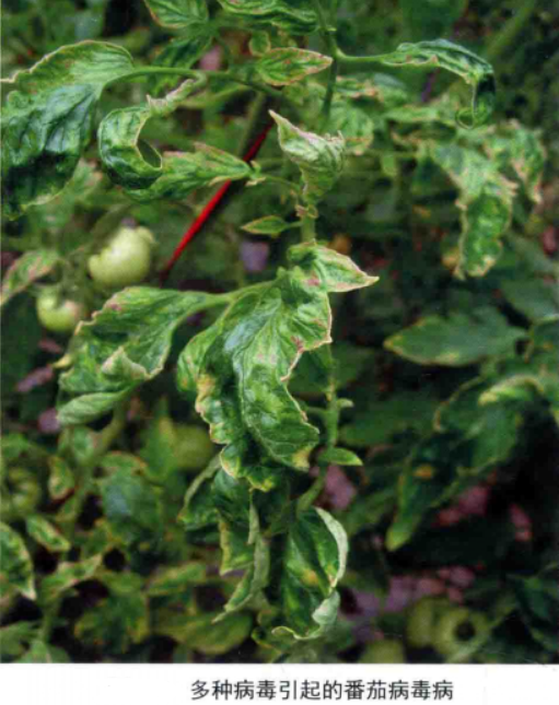 番茄病毒病