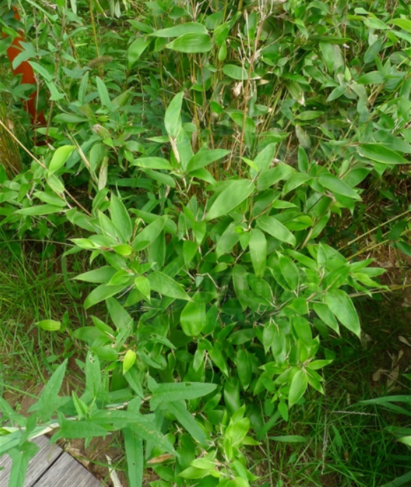  p data-id="sbdlxgkpzrgj">江山鹅毛竹( i>shi