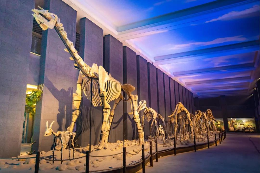 贵阳金阳古生物化石博物馆