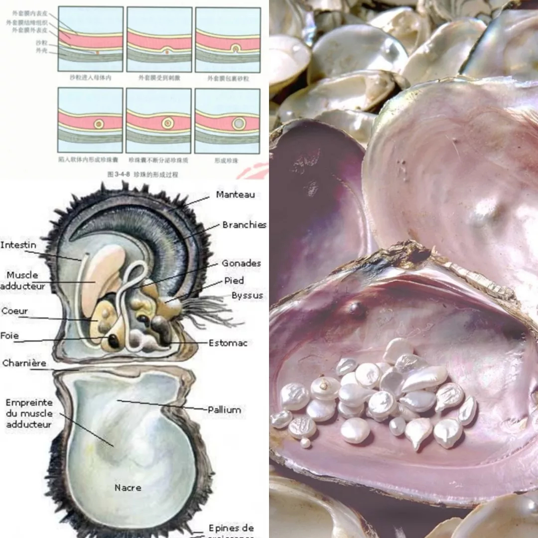 凯特王妃钟爱它 撒切尔夫人是它发烧友 它又大又美还又便宜 百科ta说