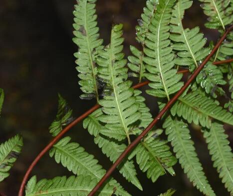  p>西南凤尾蕨 (学名: i>pteris wallichiana /i> agardh)是凤尾蕨科