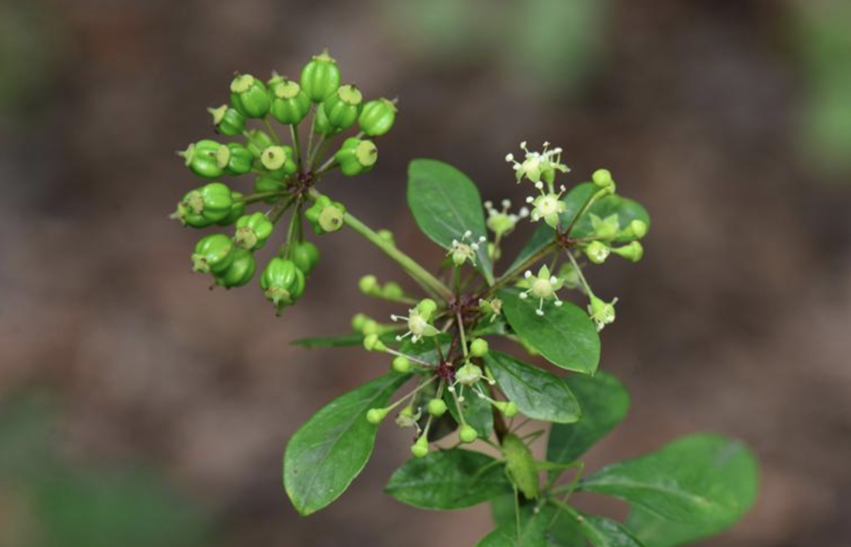 brachypus /i> (harms) nakai)是五加科,五加属植物