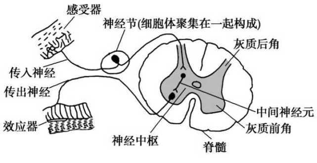  p data-id="2knauqadexp">距离感受器是感受距离化学刺激的器官. /p>