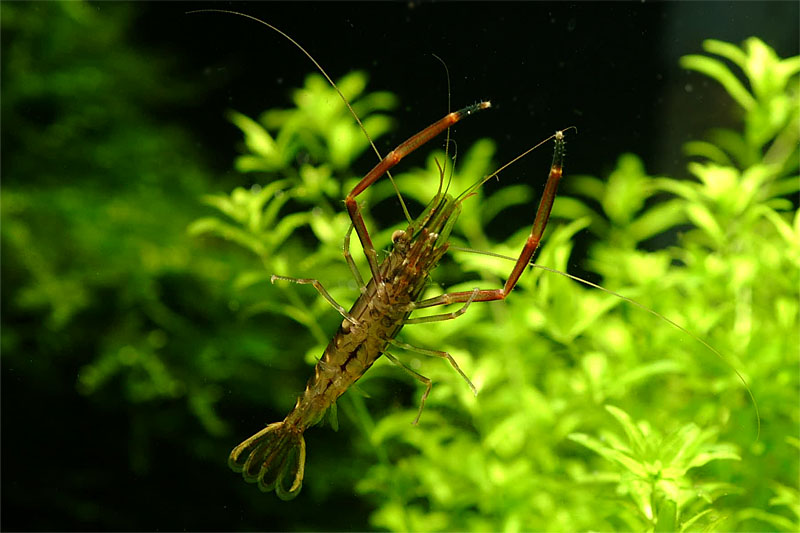  p>日本沼虾(学名: i>macrobrachium nipponense /i>)是长臂虾科.