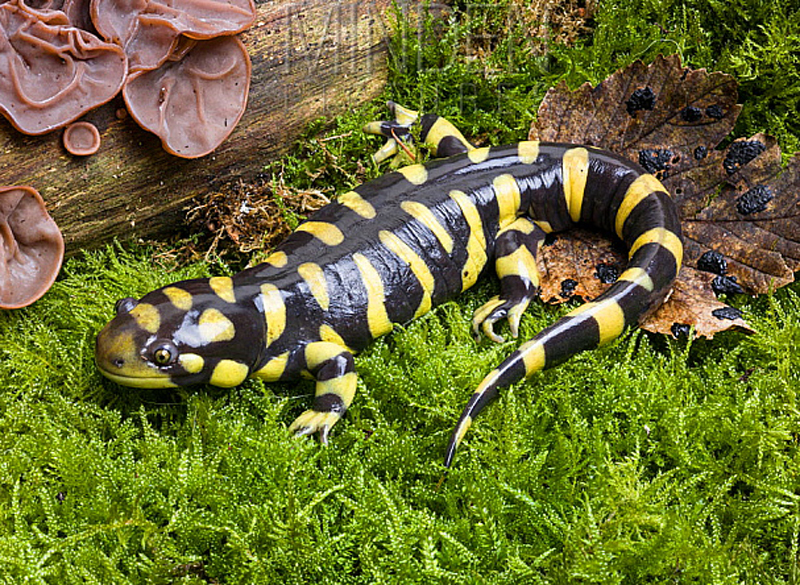 eastern tiger salamander