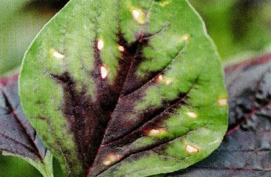 href="/item/苋菜/225102" data-lemmaid="225102">苋菜 /a>的病害