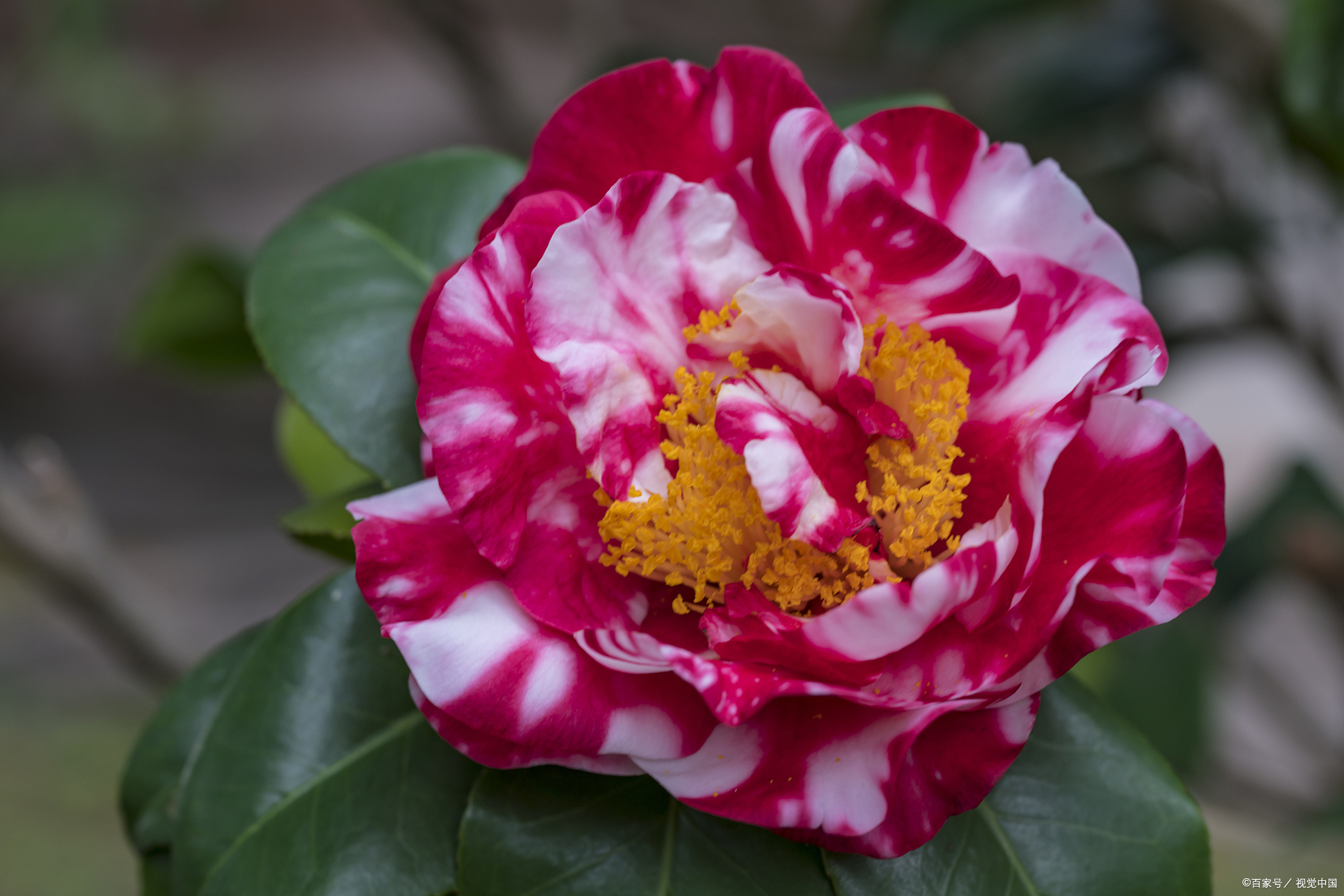 茶花一年能否长半米 看当下养功 老花匠的经验 值得借鉴 百科ta说