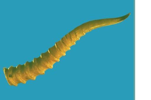 hqlfxe0">通天眼,是<a target="