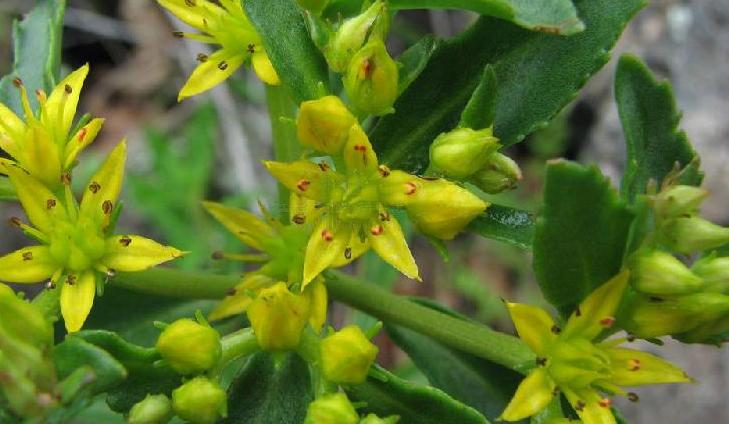 的确景天(存疑种)