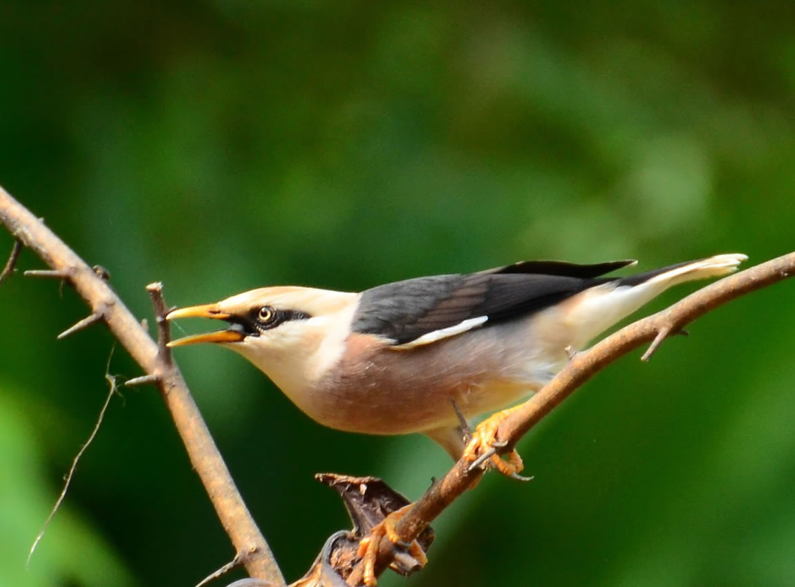  p>红嘴牛椋鸟(学名: i>acridotheres burmannicus /i>)是椋鸟科,八哥