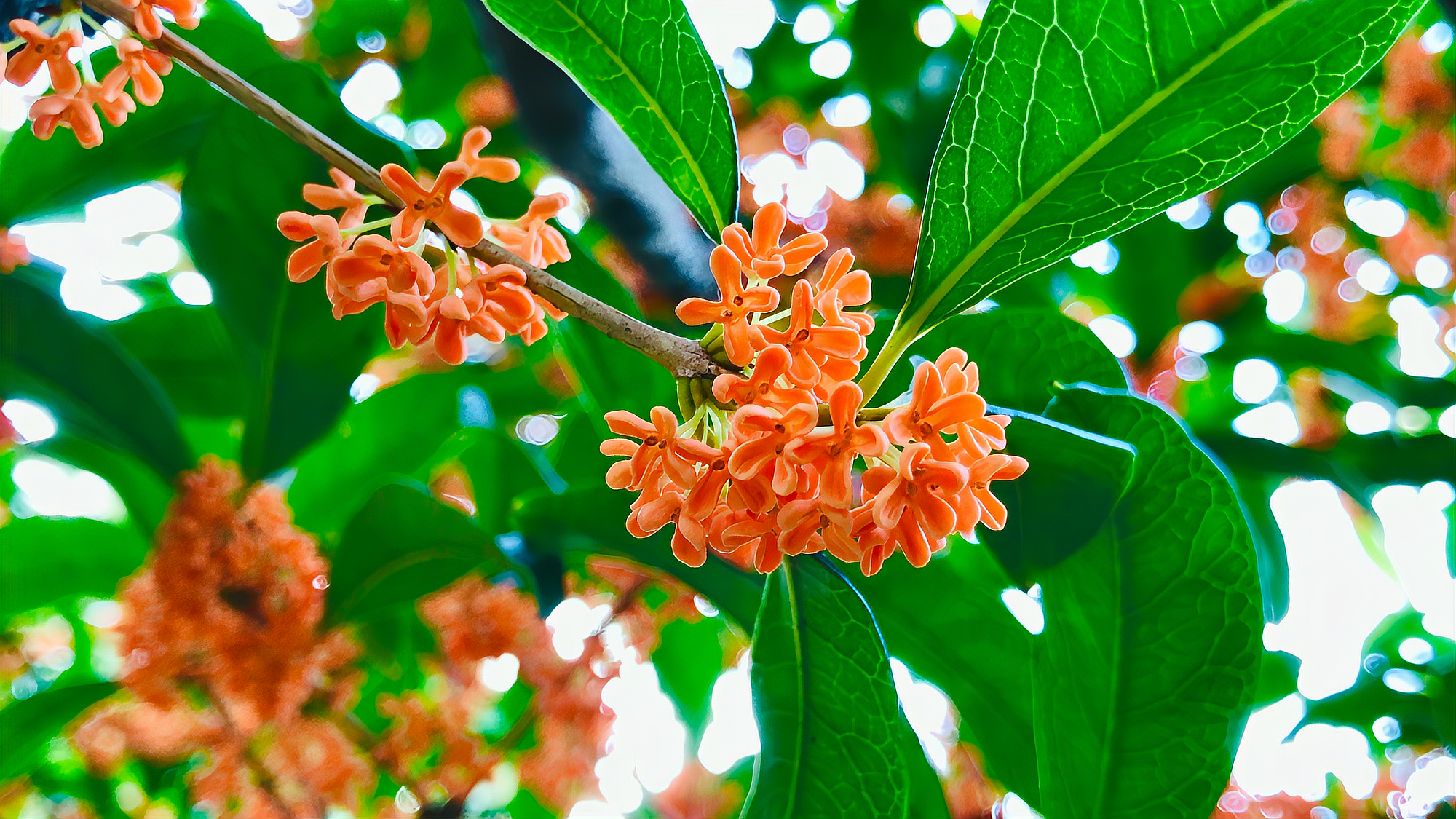 丹桂 木犀科木犀属植物 百度百科